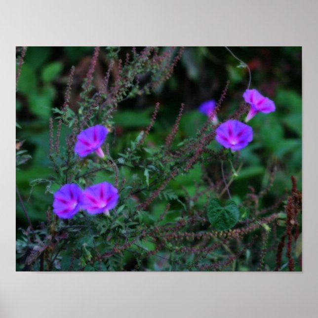 Poster Fleurs de gloire du matin sauvage intenses (Devant)