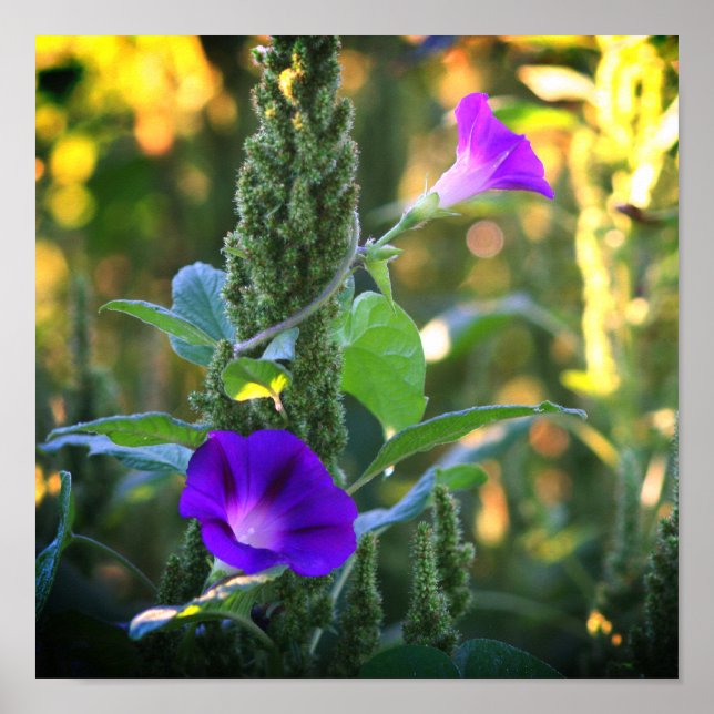 Poster Fleurs de gloire violet sauvage du matin (Devant)