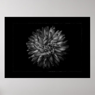 Poster Fleurs de jardin à l'arrière-plan en noir et blanc