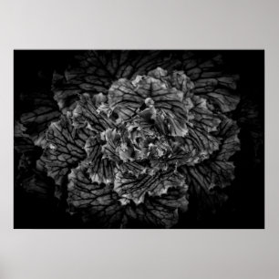 Poster Fleurs De jardin En Noir Et Blanc No 42