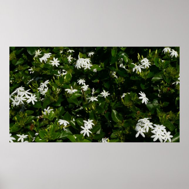 Poster Fleurs de jasmin Botanique tropicale florale (Devant)