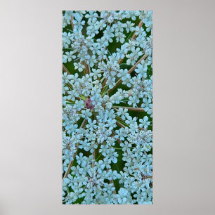 Poster Fleurs de la Reine Anne