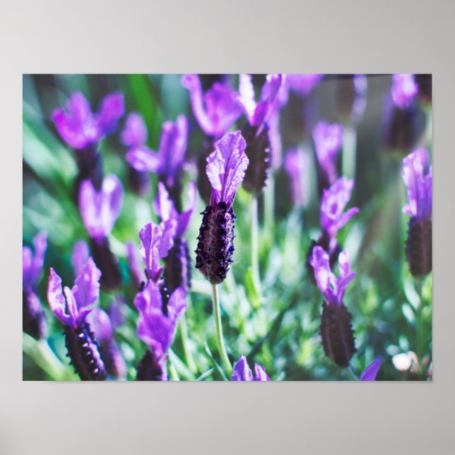 Poster Fleurs de lavande violette (Devant)