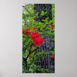 Poster Fleurs de l'Azalée Rouge