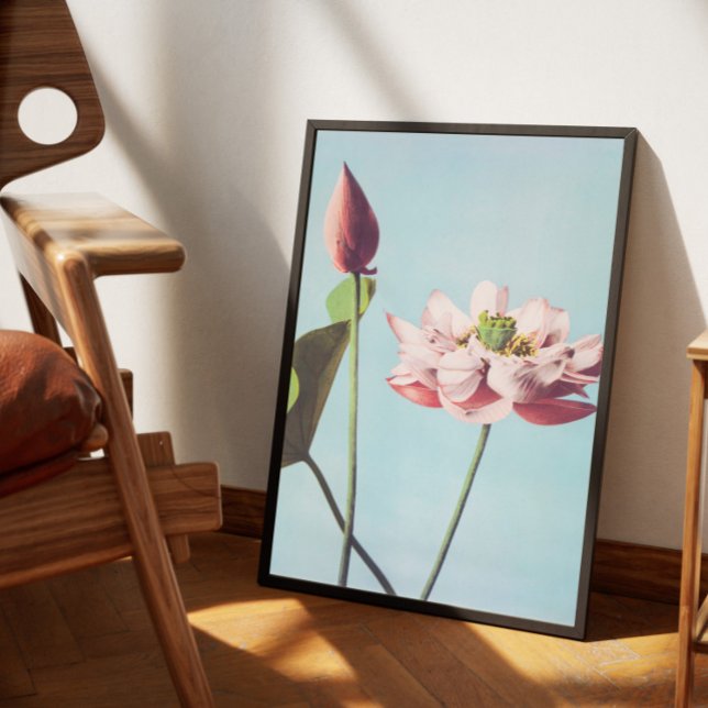 Poster fleurs de lotus (Créateur téléchargé)