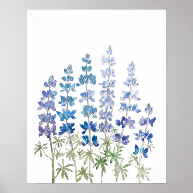 Poster fleurs de lupin bleu et violet aquarelle (Devant)