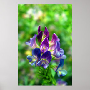 Poster Fleurs de luzerne