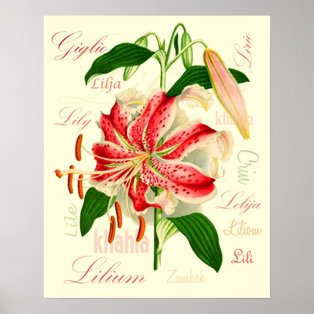 Poster Fleurs de lys (Devant)
