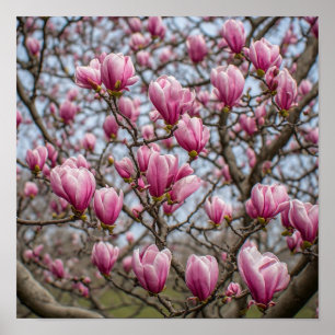 Poster Fleurs de magnolia rose gracieuses
