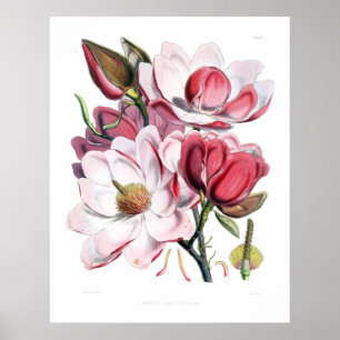 Poster Fleurs de Magnolia rose Imprimer