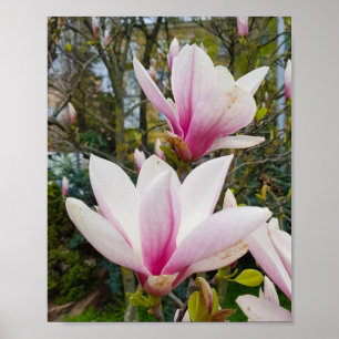 Poster Fleurs de magnolia roses en fleurs