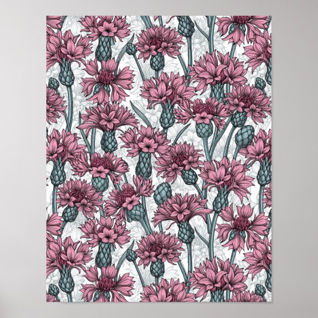 Poster Fleurs de maïs roses, fleurs sauvages sur blanc (Devant)