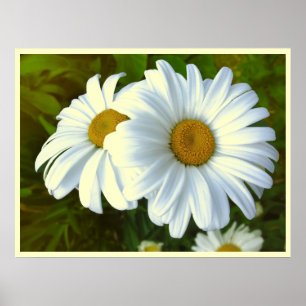 Poster Fleurs de marguerite Imprimer Classic Daisies Post