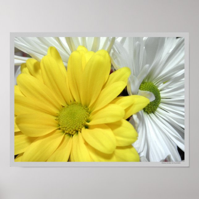 Poster Fleurs de marguerites jaunes blancs Photo (Devant)