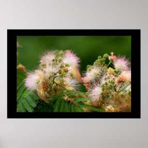 Poster Fleurs de mimosa