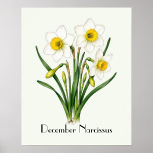 Poster Fleurs de Narcisse de Décembre