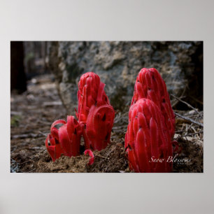 Poster Fleurs de neige