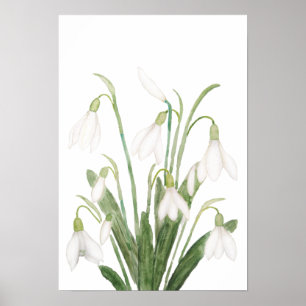 Poster fleurs de neige blanche peinture d'aquarelle botan