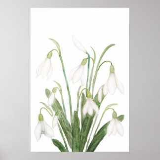 Poster fleurs de neige blanche peinture d'aquarelle botan