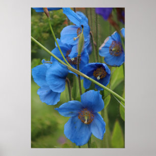 Poster Fleurs de pavot bleu himalayen