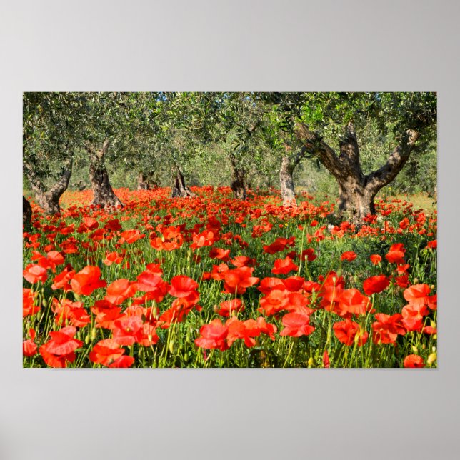 Poster Fleurs de pavot rouge sous les vieux oliviers (Devant)