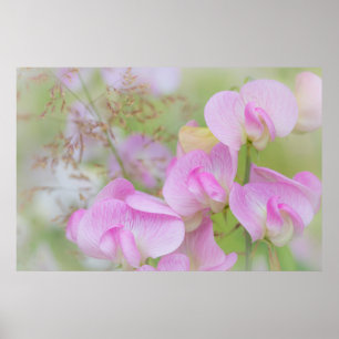 Poster Fleurs de pois de senteur   Seabeck, WA