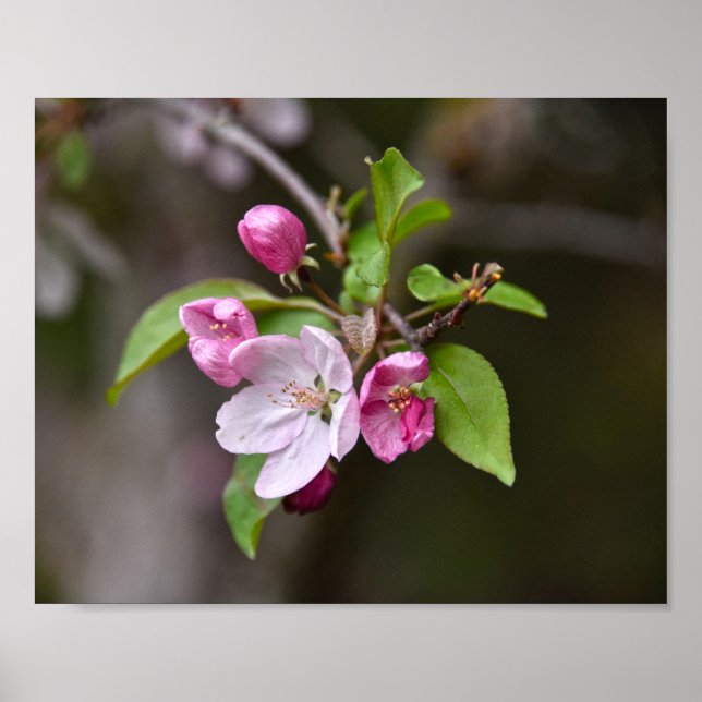 Poster Fleurs de pomme de crabe (Devant)