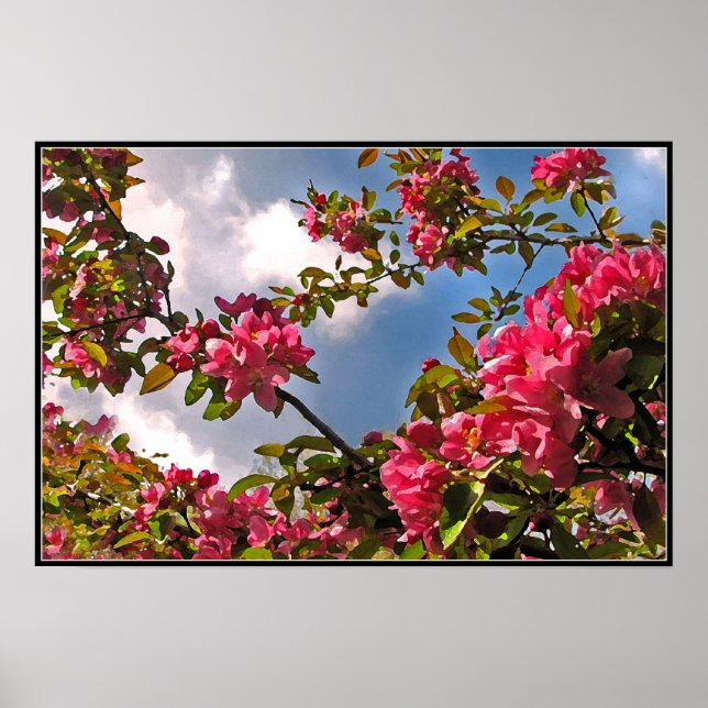 Poster Fleurs de pommes de terre (Devant)