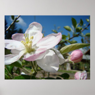 Poster FLEURS DE POMMIER Art Imprimé Cadre Art