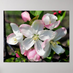 Poster Fleurs de pommier printanières jolies Fleurissant