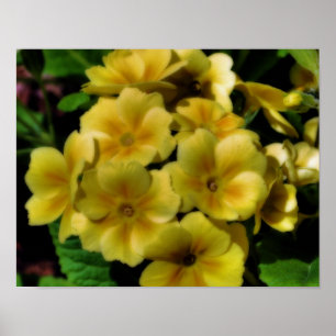 Poster Fleurs de Primrose jaune Orton Art