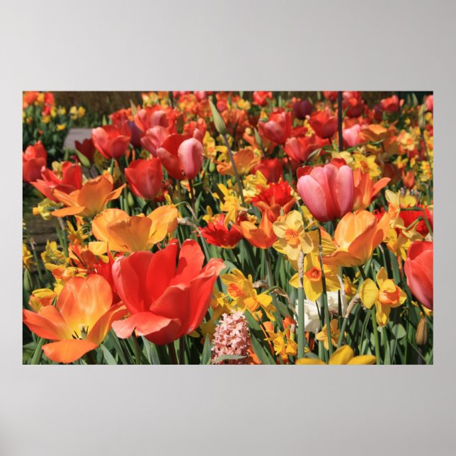 Poster Fleurs de printemps (Devant)