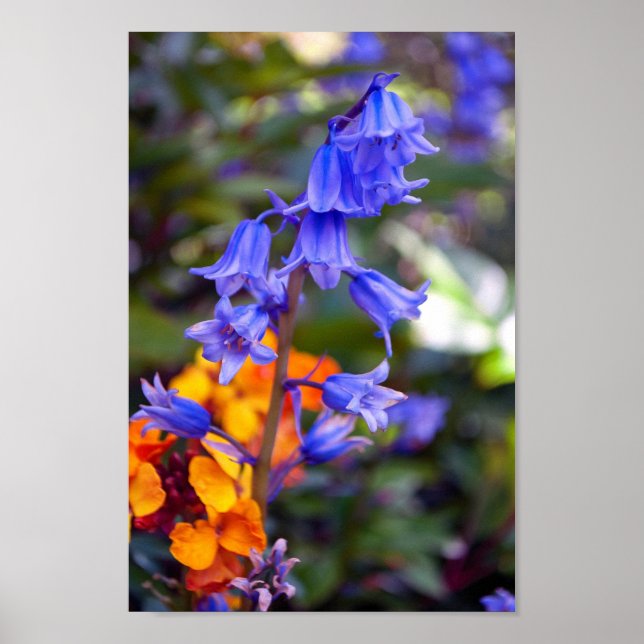 Poster Fleurs de printemps Bluebell Hyacinthoides (Devant)