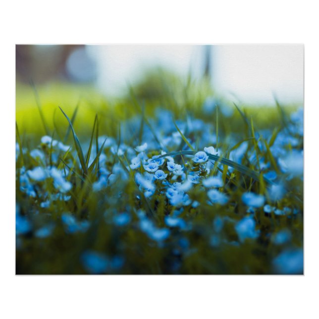 Poster Fleurs de printemps sur le terrain (Devant)