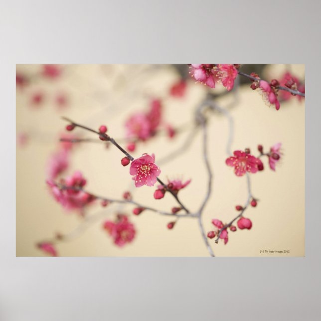 Poster Fleurs de prune (Devant)