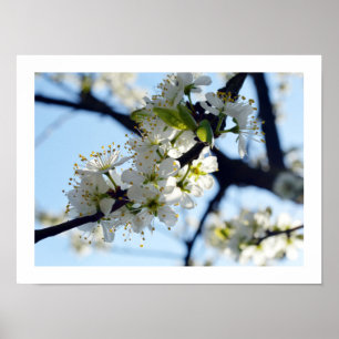 Poster Fleurs de prune