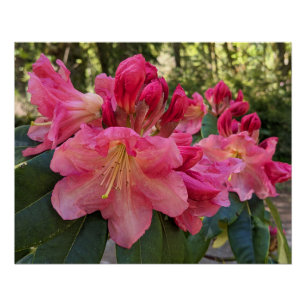 Poster Fleurs de Rhododendron Rose