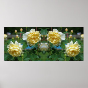 Poster Fleurs de rose jaune miroir Abstrait