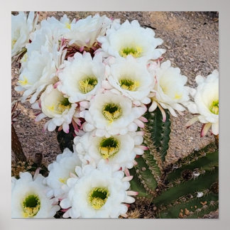 Poster Fleurs de Saguaro Argentin