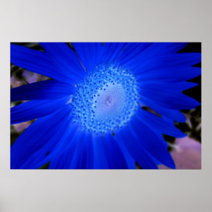 Poster Fleurs de soleil