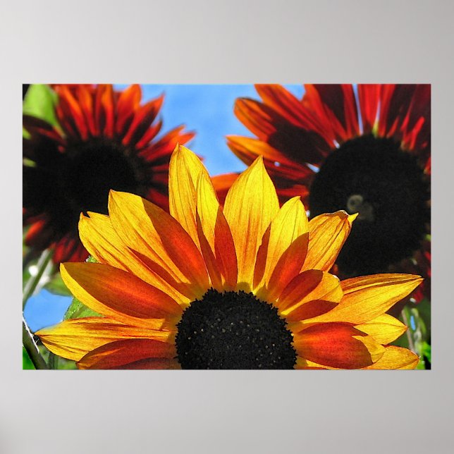 Poster Fleurs de soleil (Devant)
