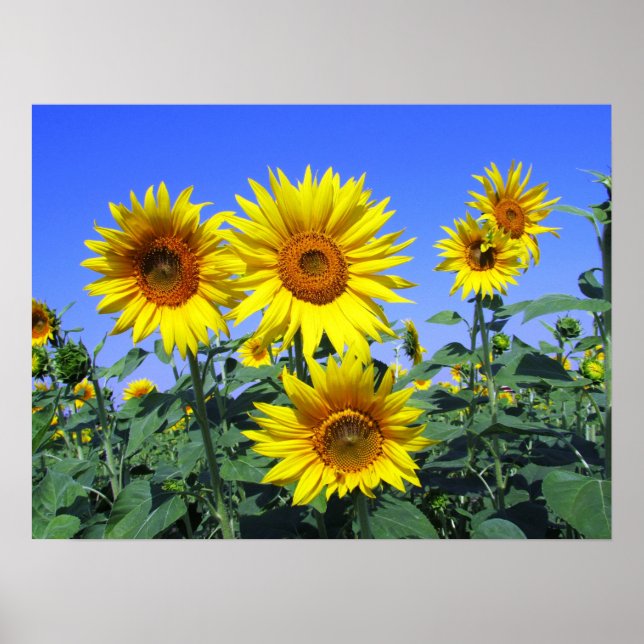Poster Fleurs de soleil (Devant)
