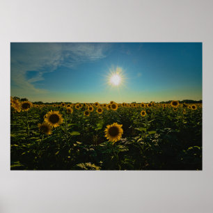 Poster Fleurs de soleil au coucher du soleil