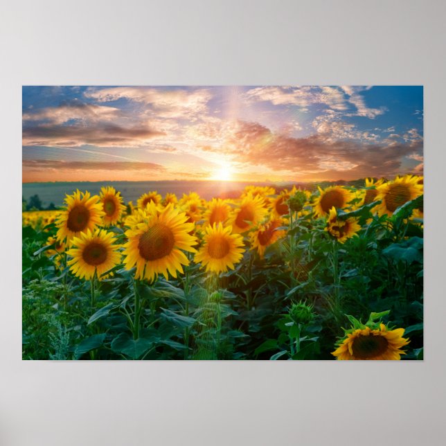 Poster Fleurs de soleil au coucher du soleil (Devant)
