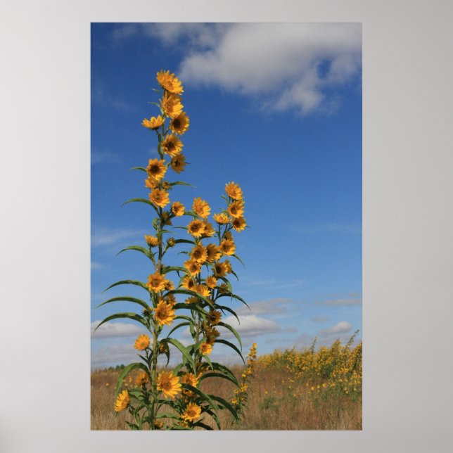 Poster Fleurs de soleil dans le Minnesota (Devant)