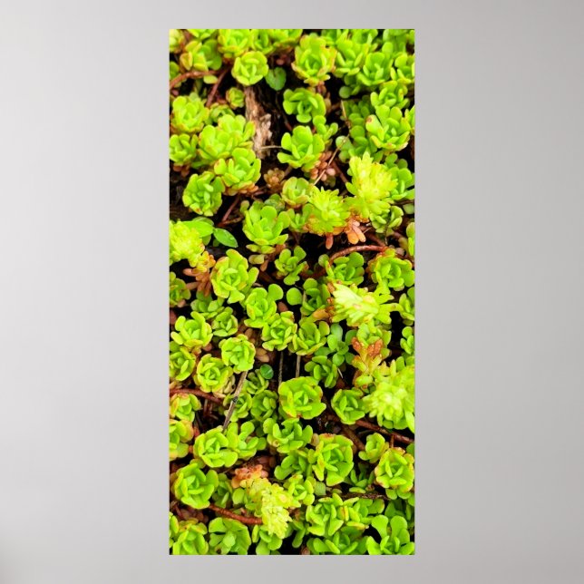 Poster Fleurs de succulentes vertes (Devant)