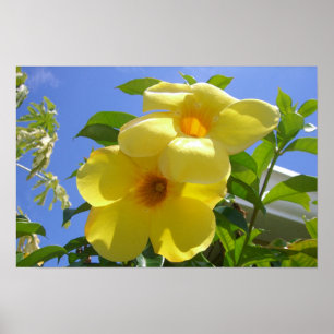 Poster Fleurs de trompette dorée I