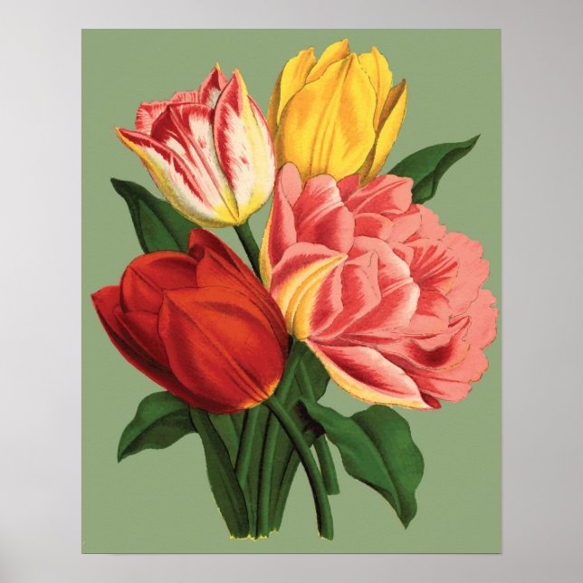 Poster Fleurs de tulipe (Devant)