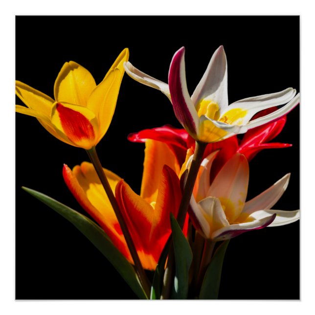 Poster Fleurs de tulipe contre arrière - plan noir (Devant)