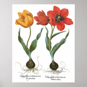 Poster Fleurs de tulipe printanière vintages par Basilius